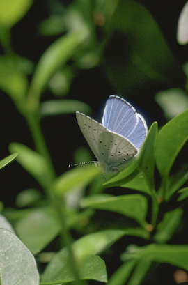 holly blue